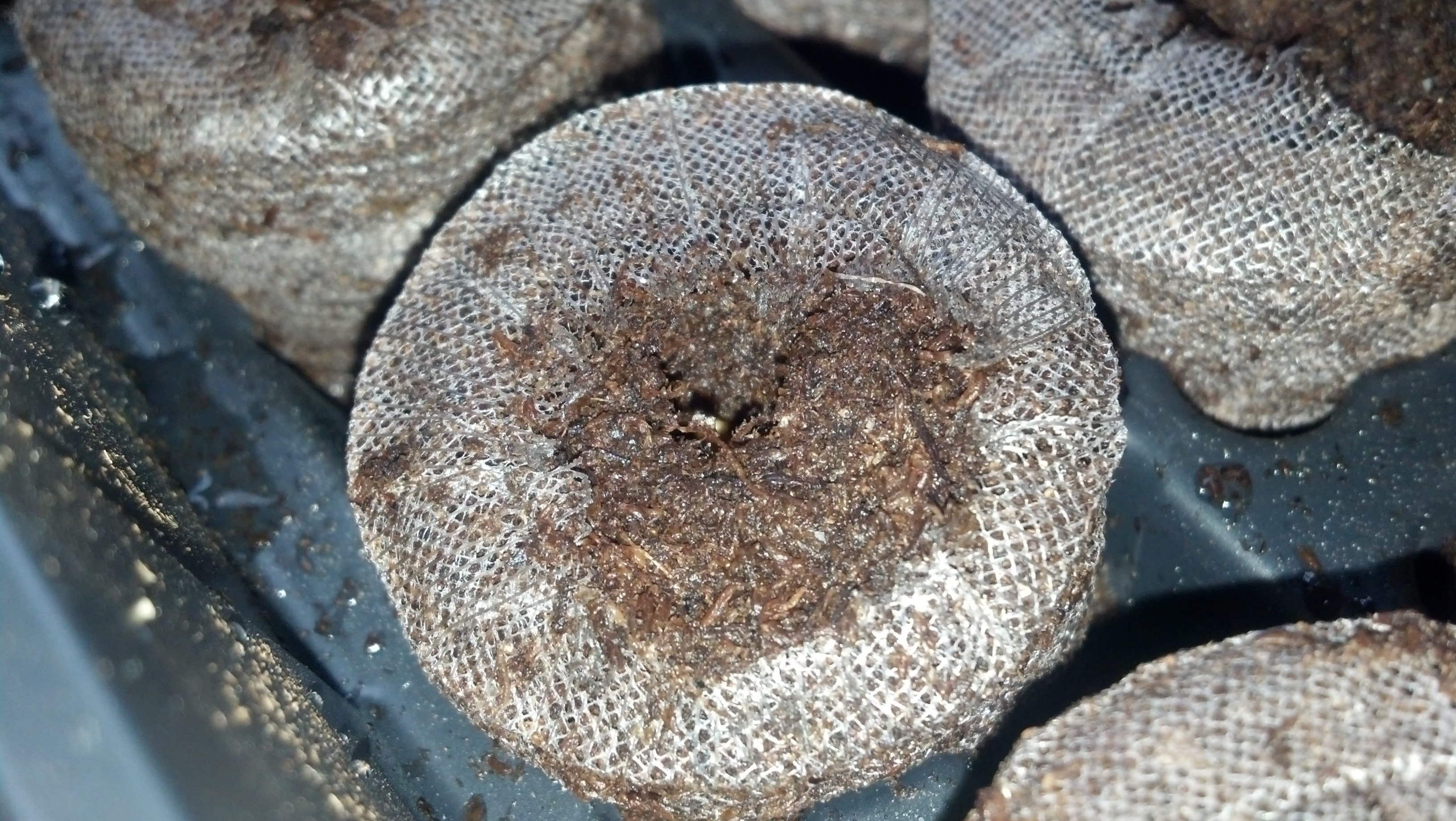 A close up of some of the seeds